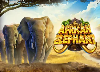 African Elephant - AUTOCUAN777